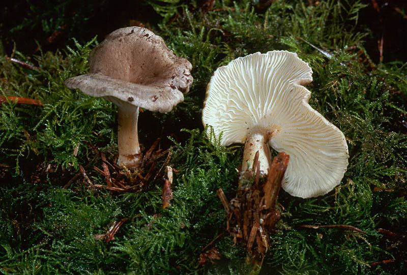 Infundibulicybe trulliformis